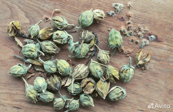 Гибискус Сирийский, Травянистый, Изменчивый,семена