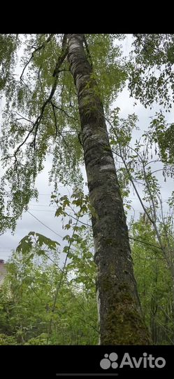 Бесплатно дрова деревья много