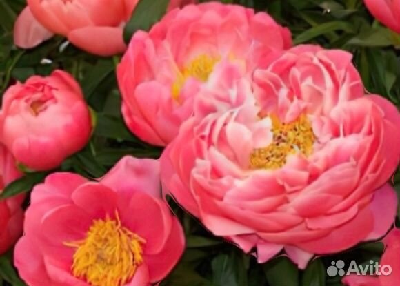 Пион Корал Шарм