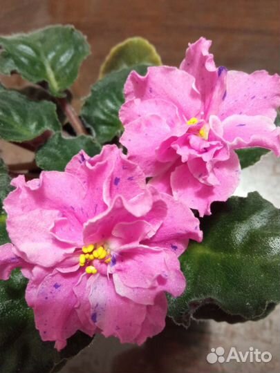 Укоренённые листочки фиалок с детками