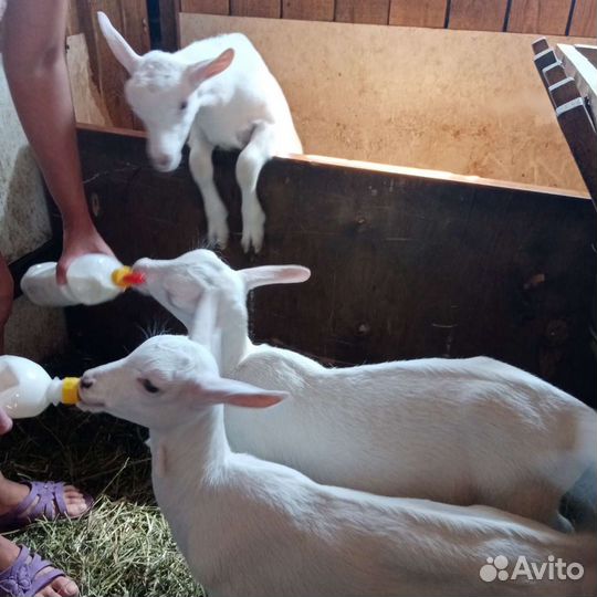 Козье молоко