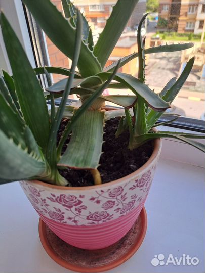 Алоэ отростки