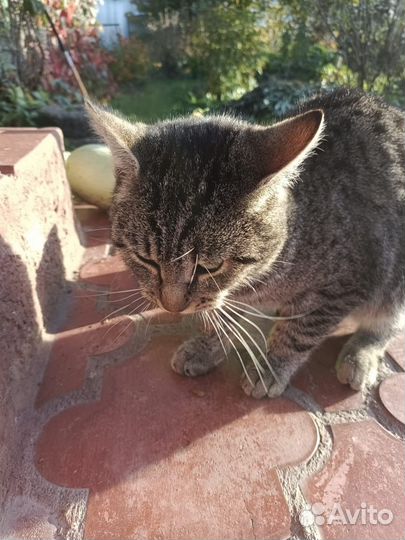Котик подкидыш
