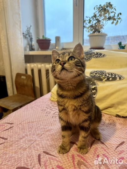 Подкинули котят на предприятие