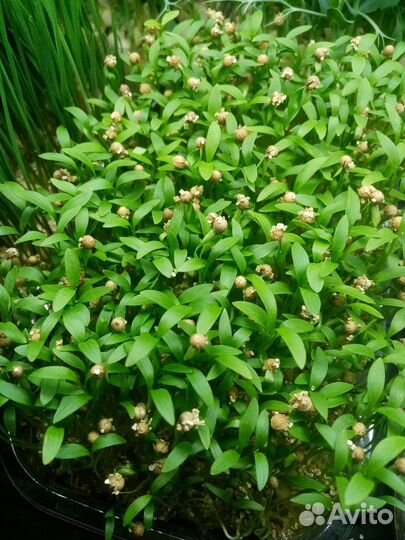 Микрозелень, Саратов