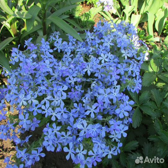 Многолетние цветы