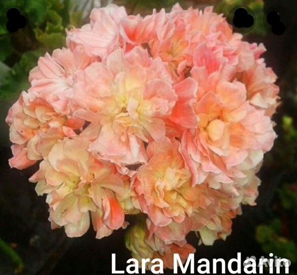 Стеллары зонартики Герань пеларгония