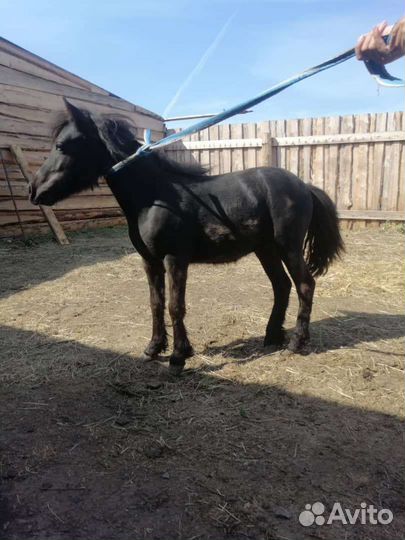 Лошадь пони