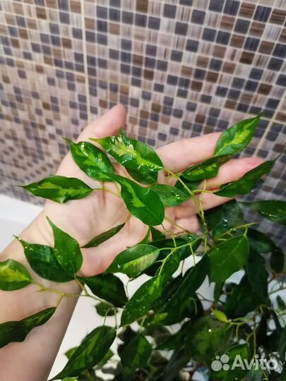 Фикусы сортовые