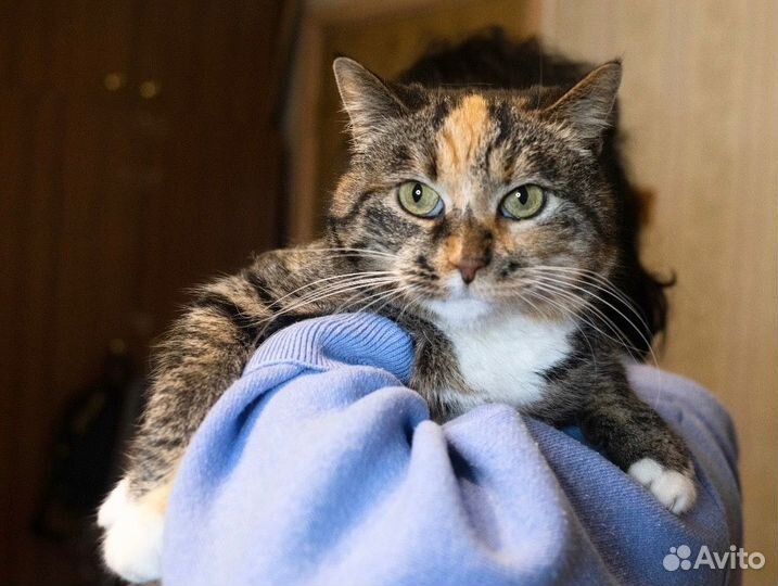 Ручная ласковая с инвалидностью Мила ищет передерж