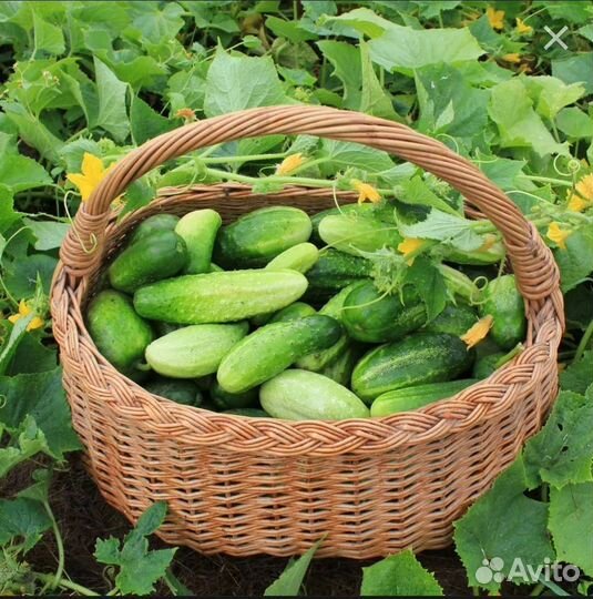 Огурцы домашние