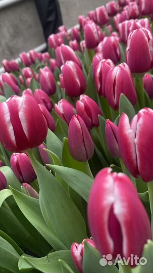 Продам тюльпаны