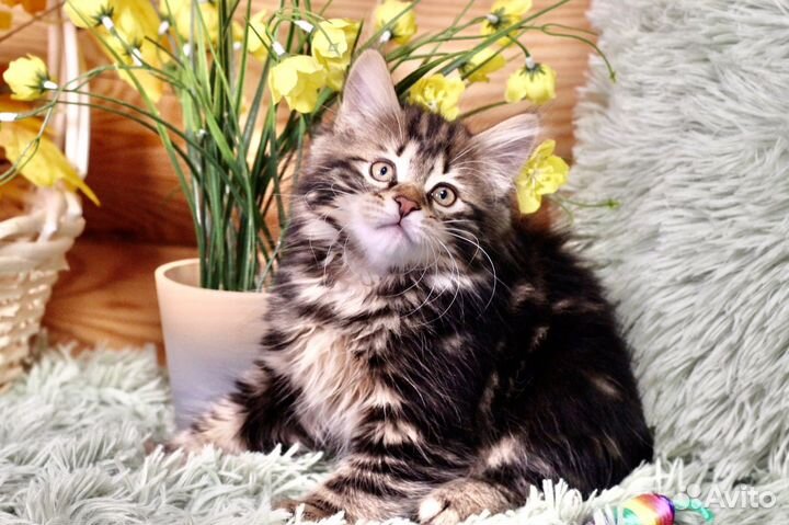 Курильский бобтейл котята