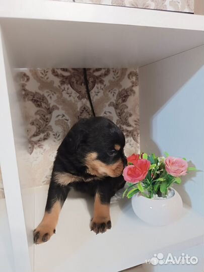 Щенки ротвейлера продажа