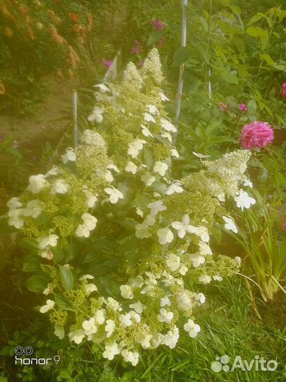 Цветы многолетние, гортензии