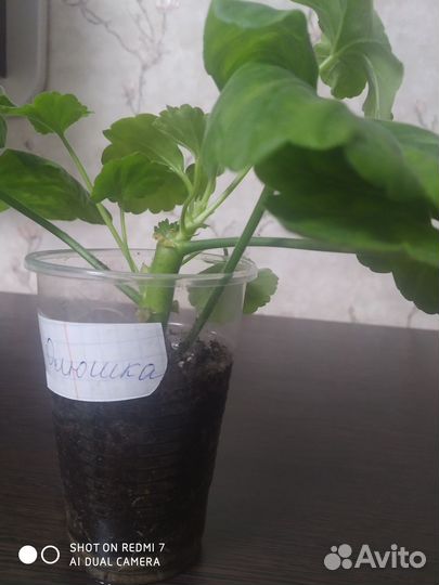 Герань пеларгония