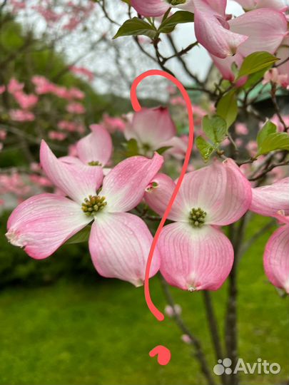 Комнатные растения: пересадка, консультации