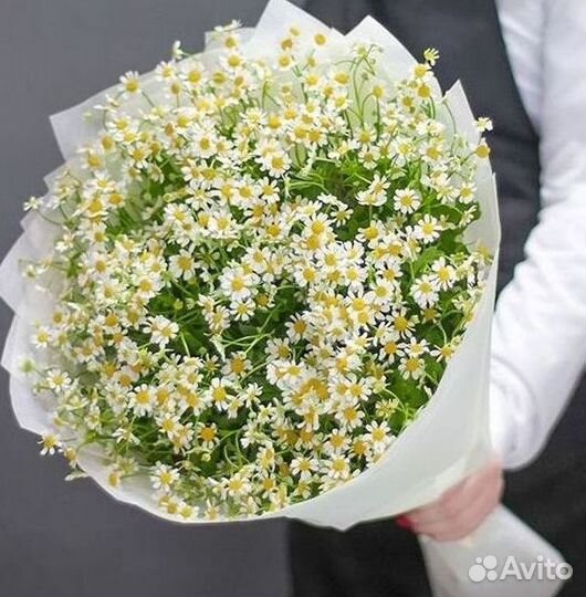 Цветы ромашки