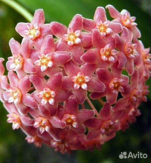 Хойя camphorifolia