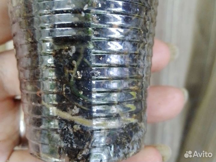 Филодендрон 2