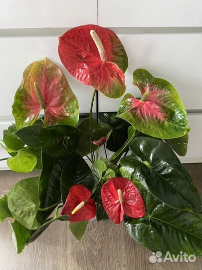 Антуриум Обаке