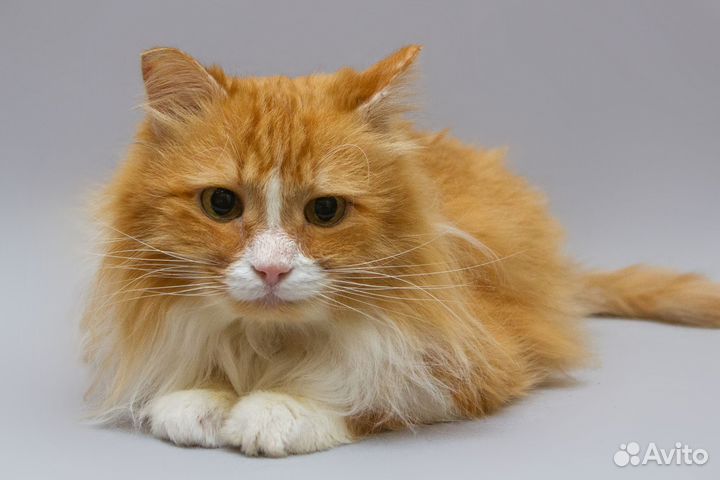 Котик Варфоломей ищет дом