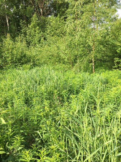 Участок 12 сот. (ИЖС)