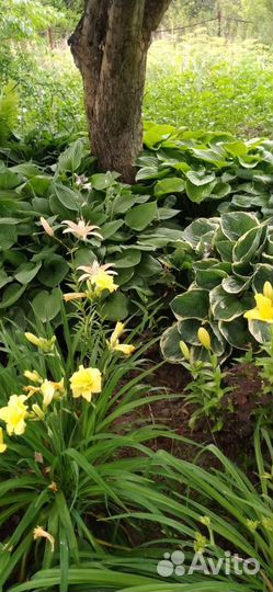 Цветы дачные