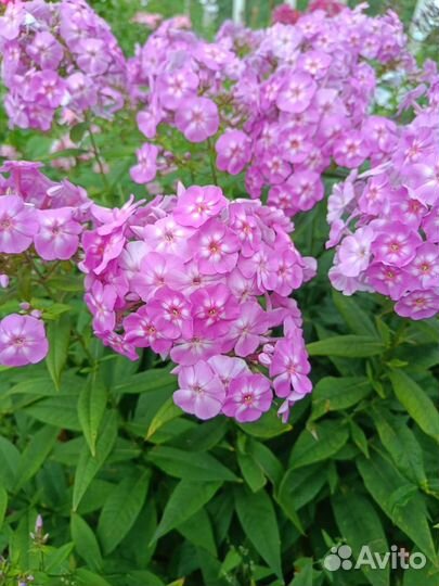 Флоксы, разные сорта