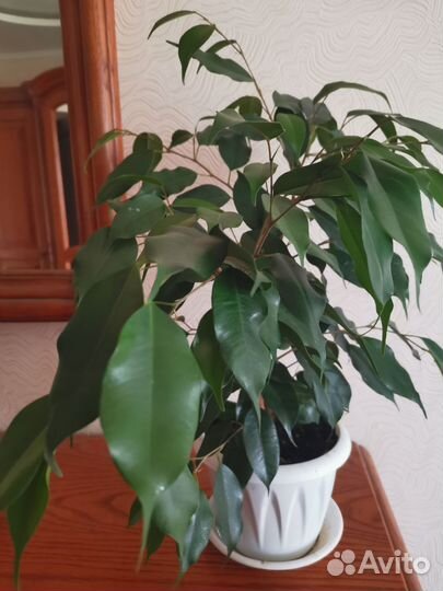 Фикус бенджамина