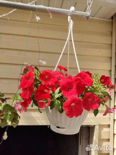 Кашпо и черенки бегонии ампельной, колеуса, батата