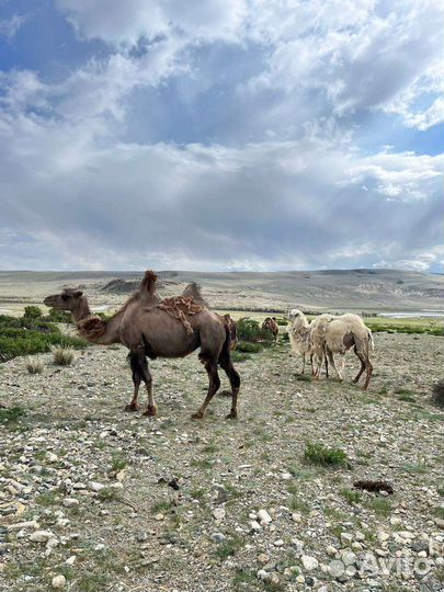 Экскурсии по Алтаю