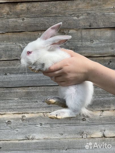 Кролики 2,5 месяца