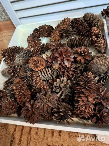 Шишки сосновые