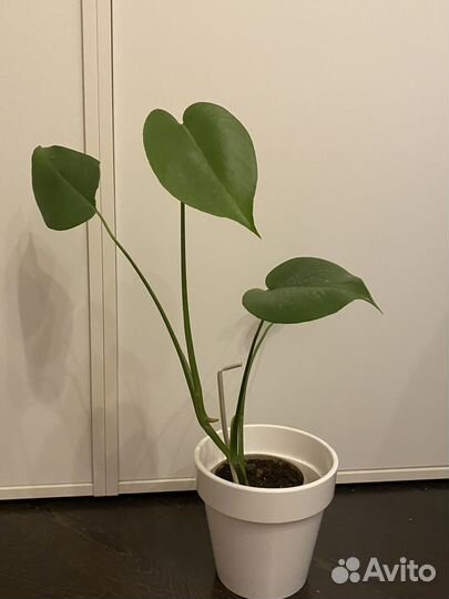 Монстера делициоза