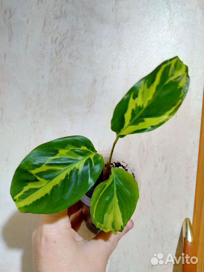 Эпипремнум,белопероне,филодендрон