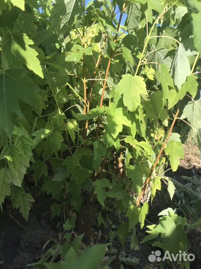 Клён сахаристый / серебристый опт