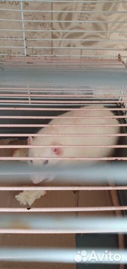 Крысы с клеткой девочки