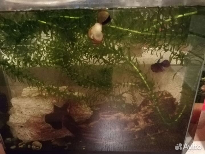 Растение аквариумное