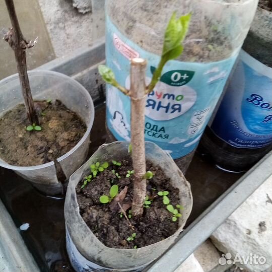 Гортензия