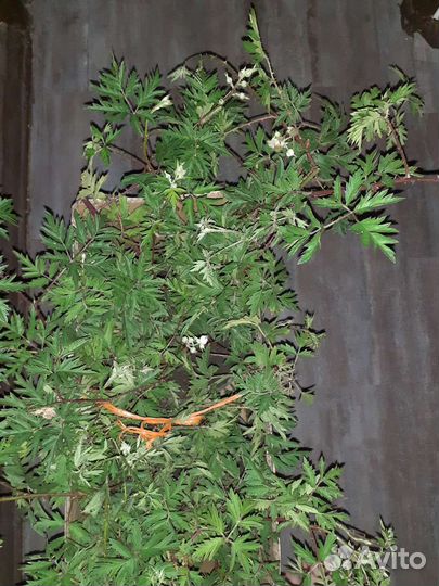 Куст ежевики Китатини