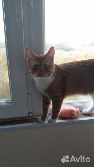 Кошка ищет кота для вязки