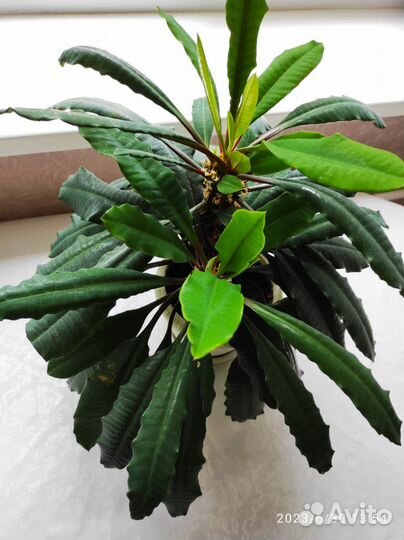 Эуфорбия. Молочай беложильчатый