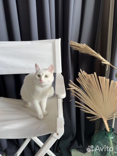 Кот/кошка в аренду на новоселье, фотосессию