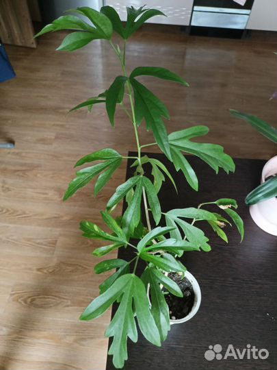 Кактус
