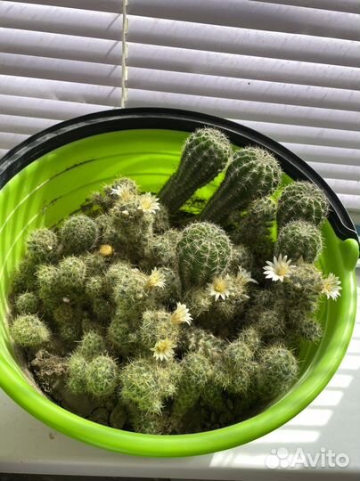 Комнатные цветы