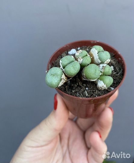 Конофитум. Цветущие камни