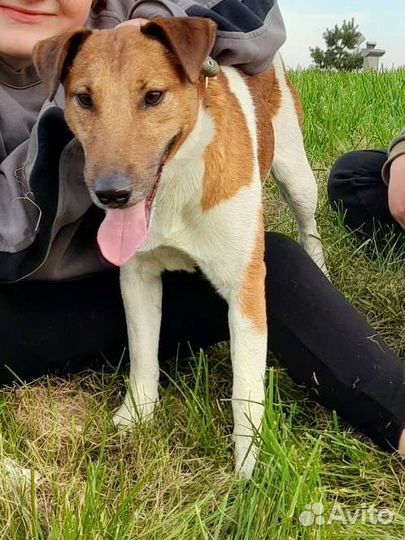 Ищем невесту