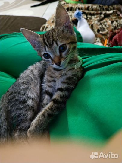 Оцикет котята