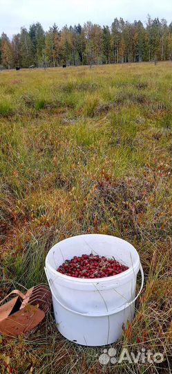 Клюква свежая